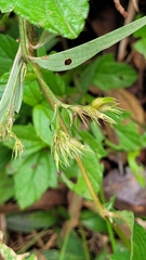 Sipanea pratensis dichotoma
