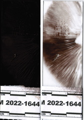 Lacrymaria echiniceps