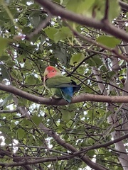 Agapornis roseicollis