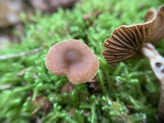 Cortinarius nigrocuspidatus