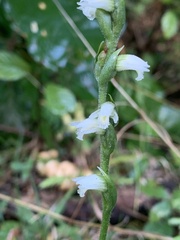 Spiranthes casei