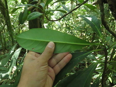 Clusiaceae