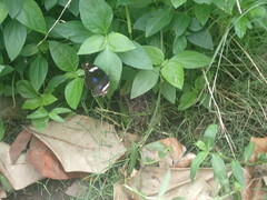 Papilionoidea
