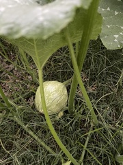 Cucurbitales