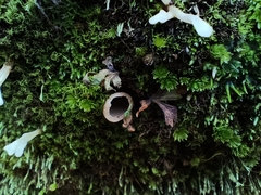 Clavariaceae