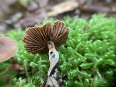 Cortinarius nigrocuspidatus