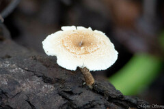 Lentinus arcularius