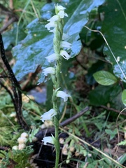 Spiranthes casei