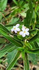 Sipanea pratensis dichotoma