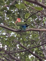 Agapornis roseicollis