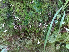 Clavariaceae