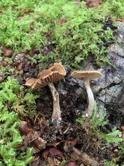 Cortinarius nigrocuspidatus