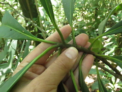 Clusiaceae