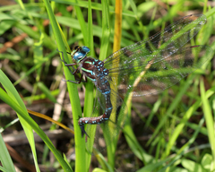 Aeshna tuberculifera