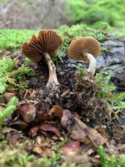 Cortinarius nigrocuspidatus