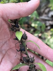 Aureolaria virginica