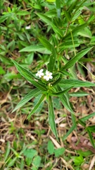 Sipanea pratensis dichotoma