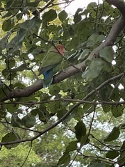 Agapornis roseicollis