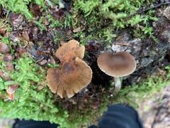 Cortinarius nigrocuspidatus