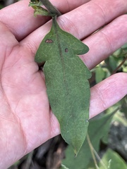 Aureolaria virginica