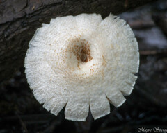 Lentinus tigrinus
