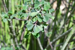 Euphorbiaceae