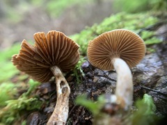 Cortinarius nigrocuspidatus