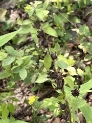 Aureolaria virginica