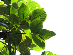 Beilschmiedia latifolia