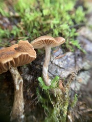 Cortinarius nigrocuspidatus