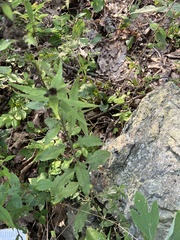 Aureolaria virginica