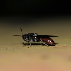 Hermetia illucens