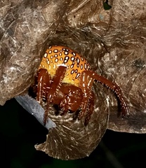 Araneus iviei