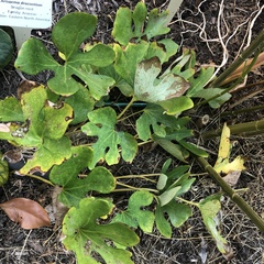 Sanguinaria canadensis
