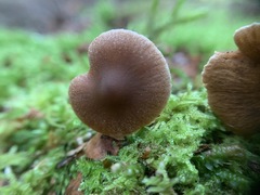 Cortinarius nigrocuspidatus