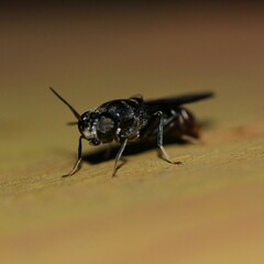 Hermetia illucens