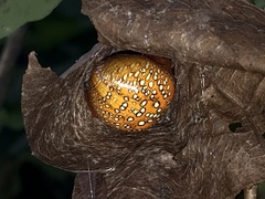 Araneus iviei