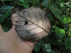 Beilschmiedia latifolia