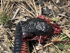 Pseudechis porphyriacus