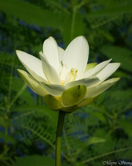 Nelumbo lutea