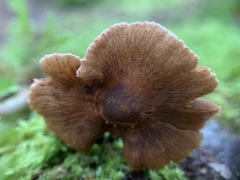 Cortinarius nigrocuspidatus