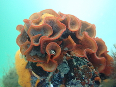 Watersipora subtorquata