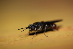 Hermetia illucens
