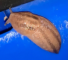 Ambigolimax valentianus