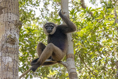 Hylobates albibarbis