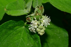 Croton