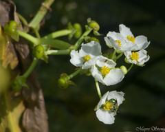 Sagittaria platyphylla