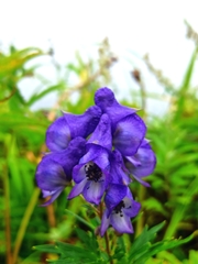 Aconitum napellus