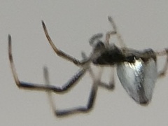 Argyrodes elevatus