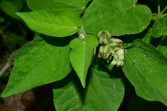 Croton